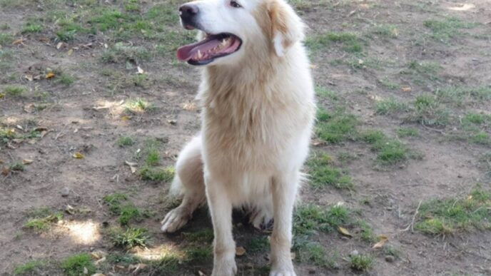 Aggressione Di Un Cane Pastore