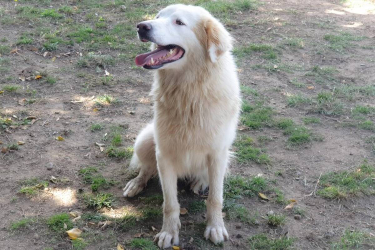 Aggressione Di Un Cane Pastore