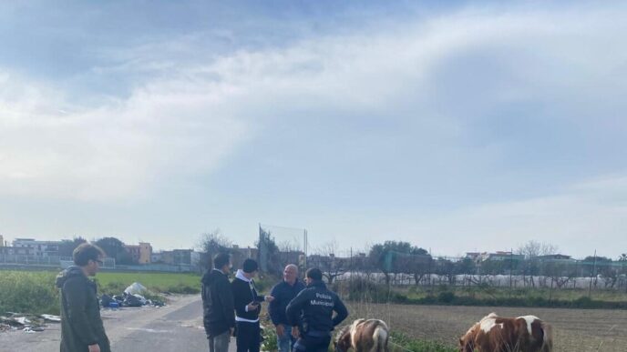 Aggressione Verso Animali3A Int