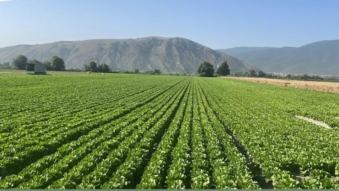 Aumento Dei Prezzi Agricoli In