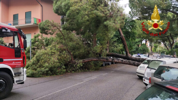 Caduta Di Un Pino Secolare A G