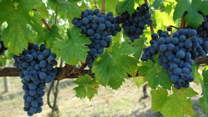 Cantine Cooperative Del Trapan