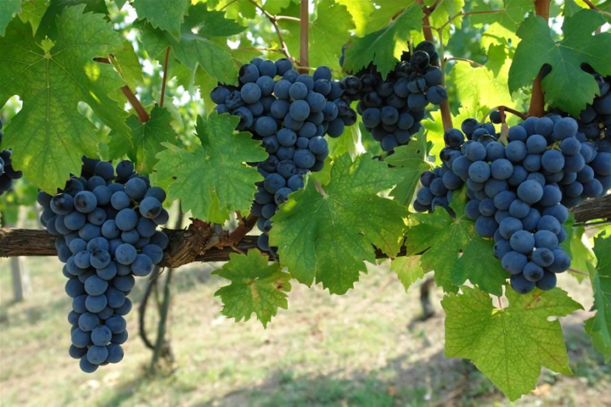 Cantine Cooperative Del Trapan