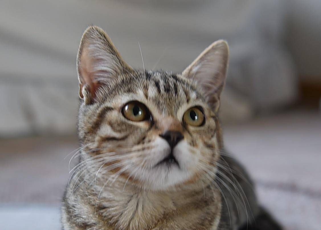 Due Gatti A New York Testati P
