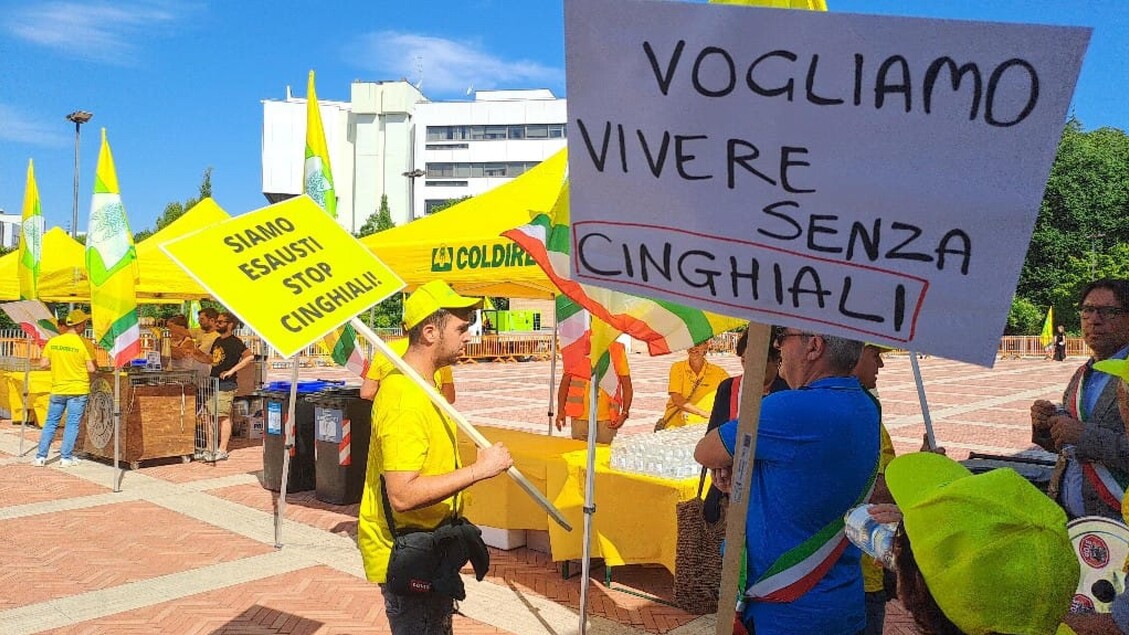 Emergenza Cinghiali In Calabri