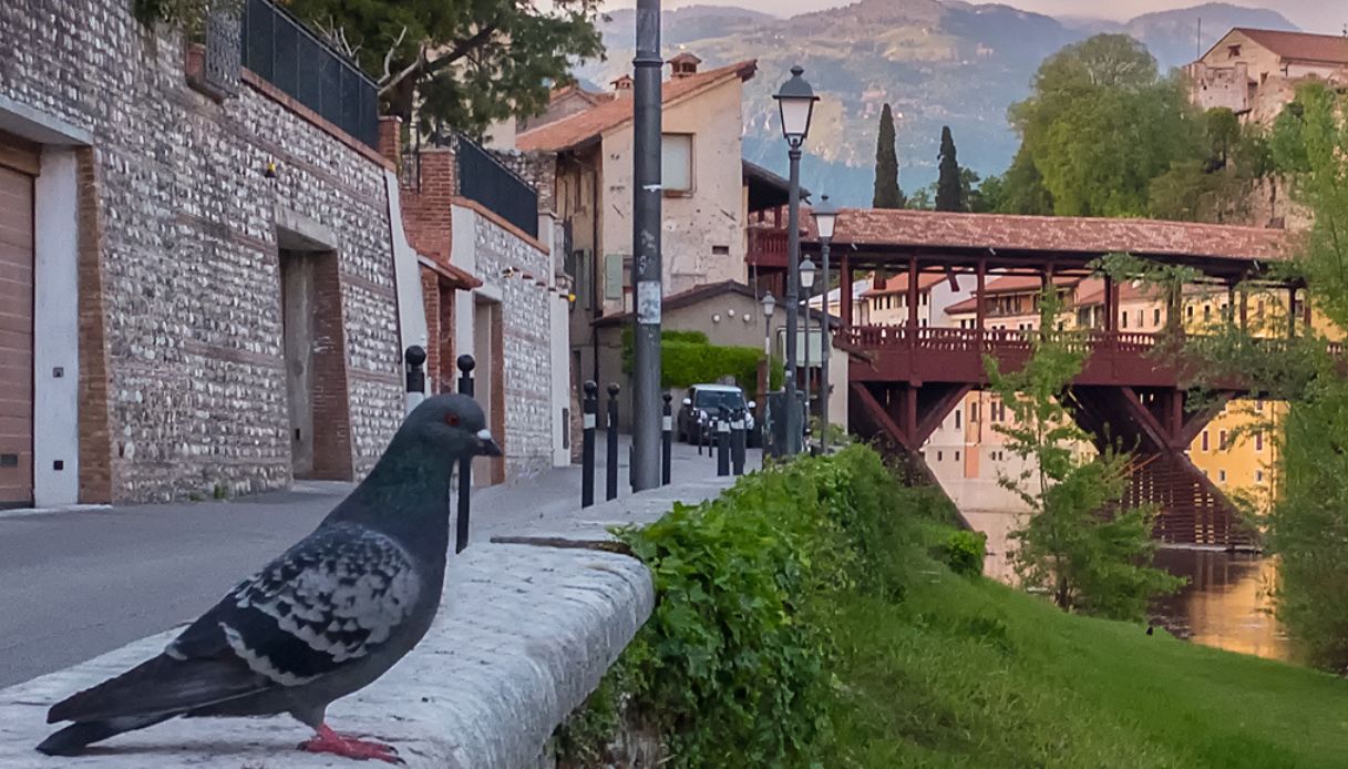 Emergenza Piccioni In Italia3A