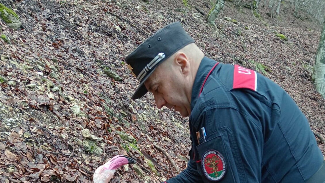 Fenicotteri Rosa Si Schiantano