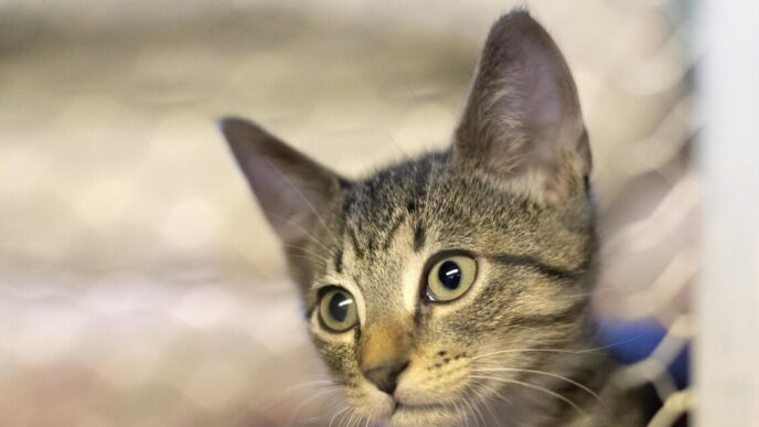 Gatto Ustionato A Genova3A Denu