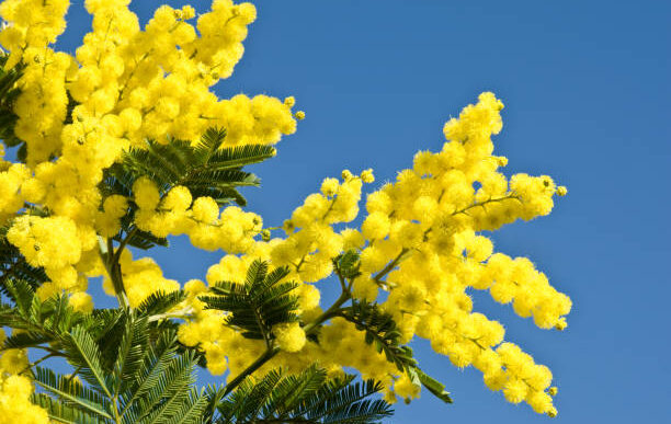 L278 Marzo E La Mimosa3A I Trend