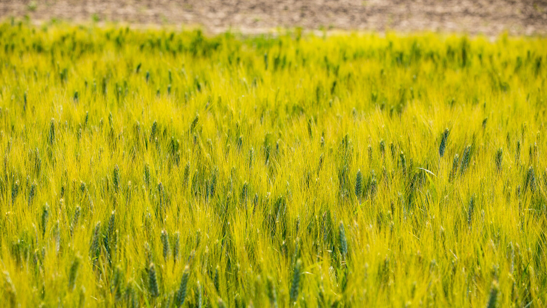 L27Agricoltura Italiana Si Alli