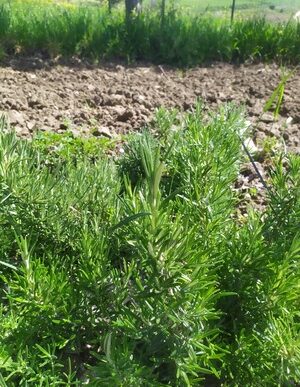 L27Humus Di Lombrico3A Scopri I