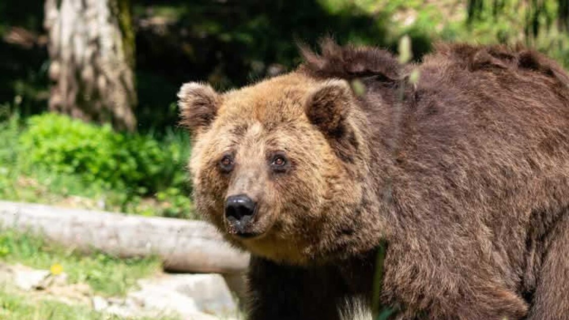 L27Orsa Nita2C Che Ha Vissuto Ne