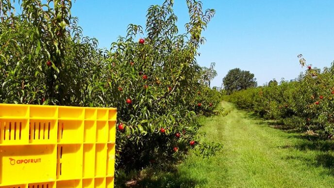 Le28099Evoluzione Di Apofruit Itali