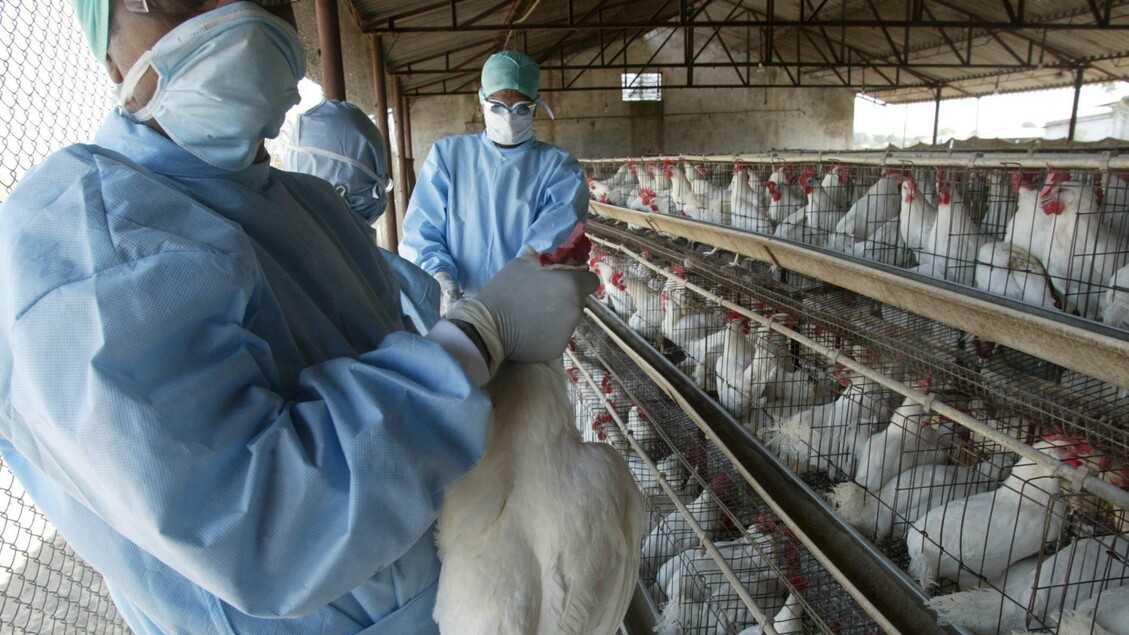 La Lotta Contro L27Influenza Av
