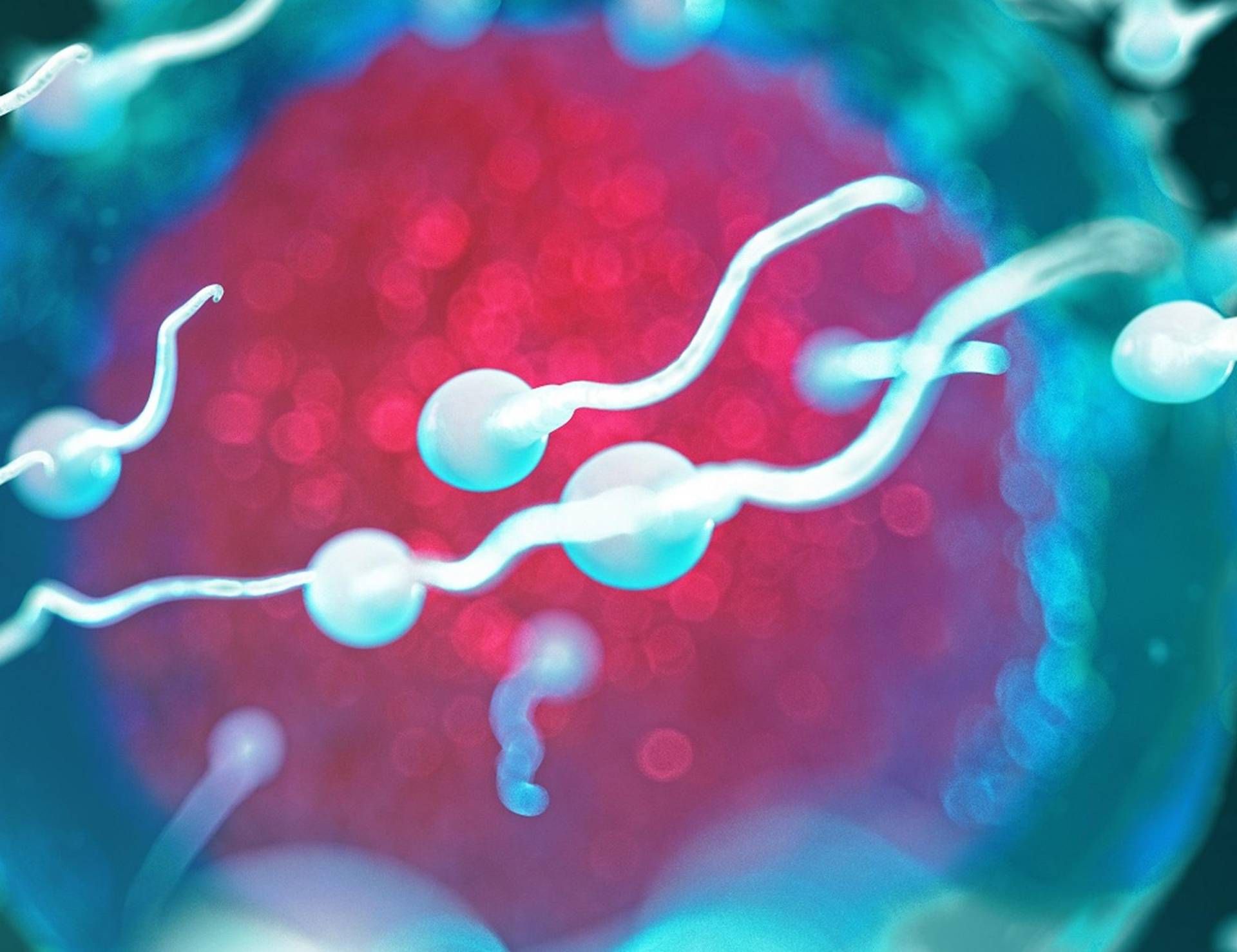 La Qualitc3A0 Dello Sperma E La L