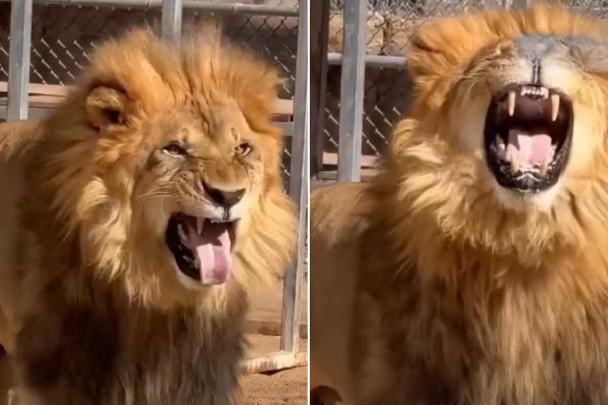 Video virale leone con lattuga