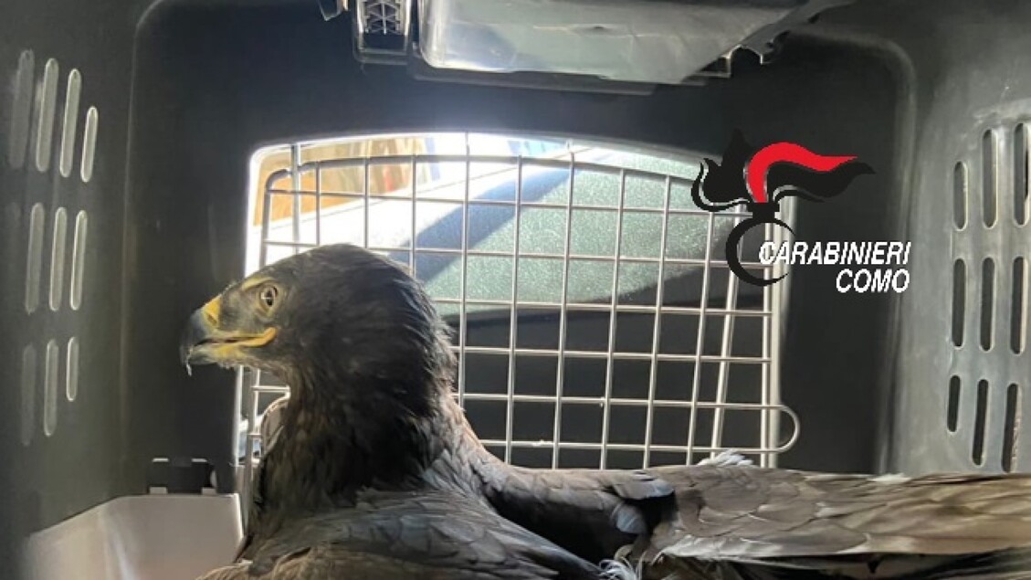 Ospedale Degli Animali3A Anzian