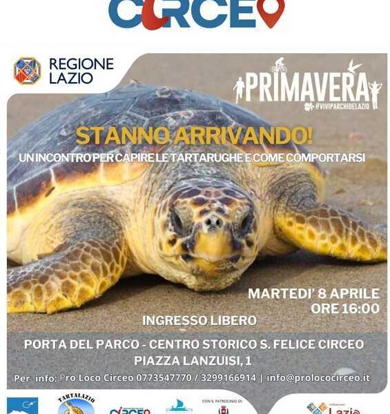 Scoperta Delle Tartarughe Mari