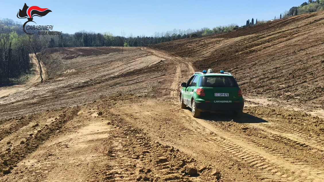 Sequestrati Dieci Ettari Di Bo