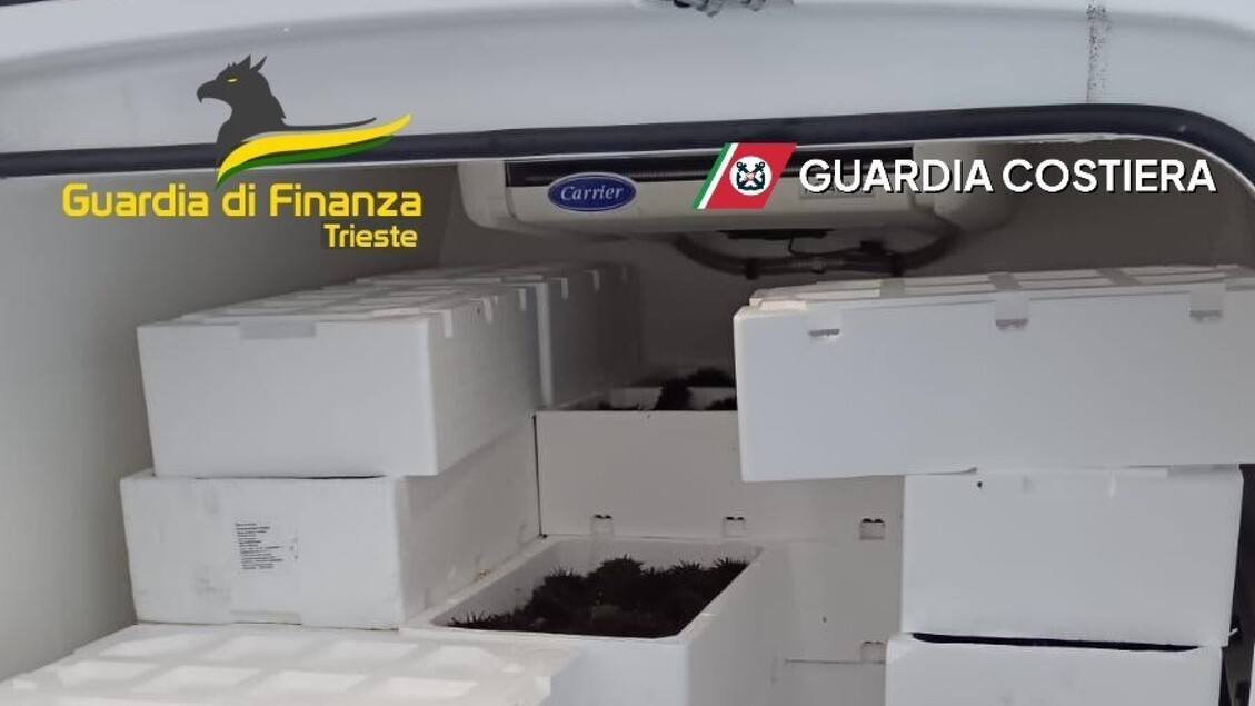 Sequestro Di Ricci Di Mare Al