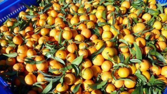 Spesa Settimanale3A I Consigli