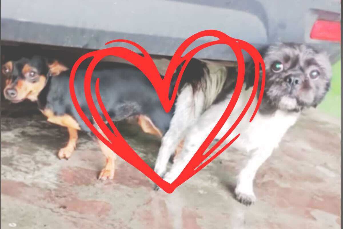 Strana Coppia Cani