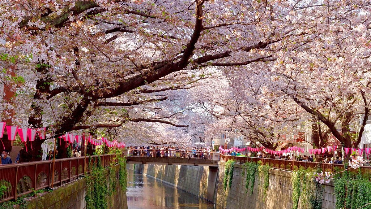 Tokyo In Fiore3A Eventi E Esper