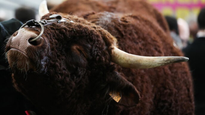 Torino3A Un Toro In Fuga Provoc
