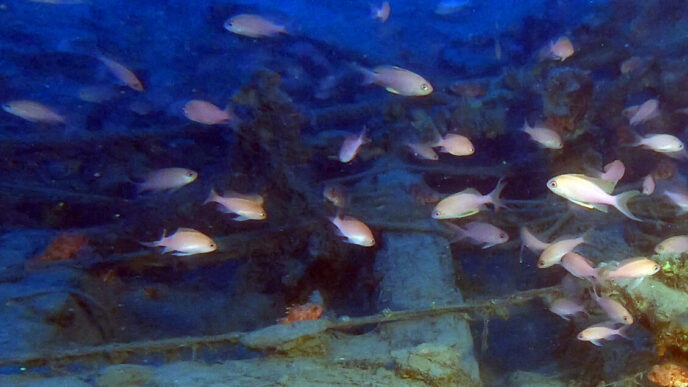 Trofeo Di Pesca Subacquea A Po
