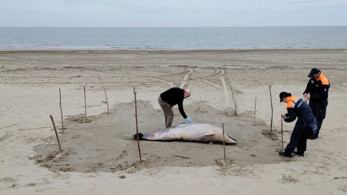 Tursiope Spiaggiato A Rimini3A