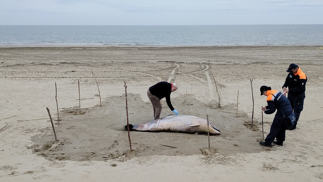 Tursiope Spiaggiato A Rimini3A