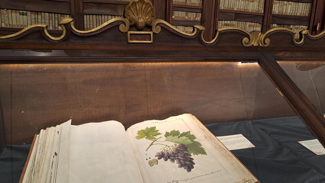 Un Viaggio Tra Vino E Cultura