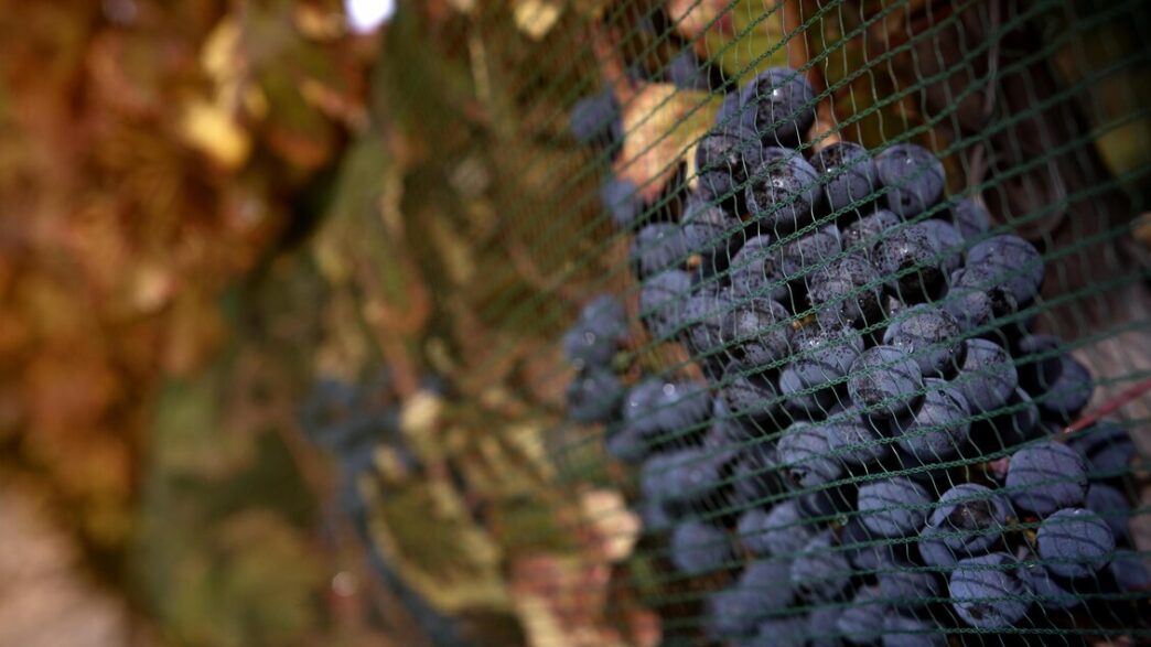 Vendite Di Vino E Spumante Nel