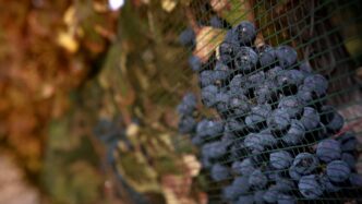 Vendite Di Vino E Spumante Nel