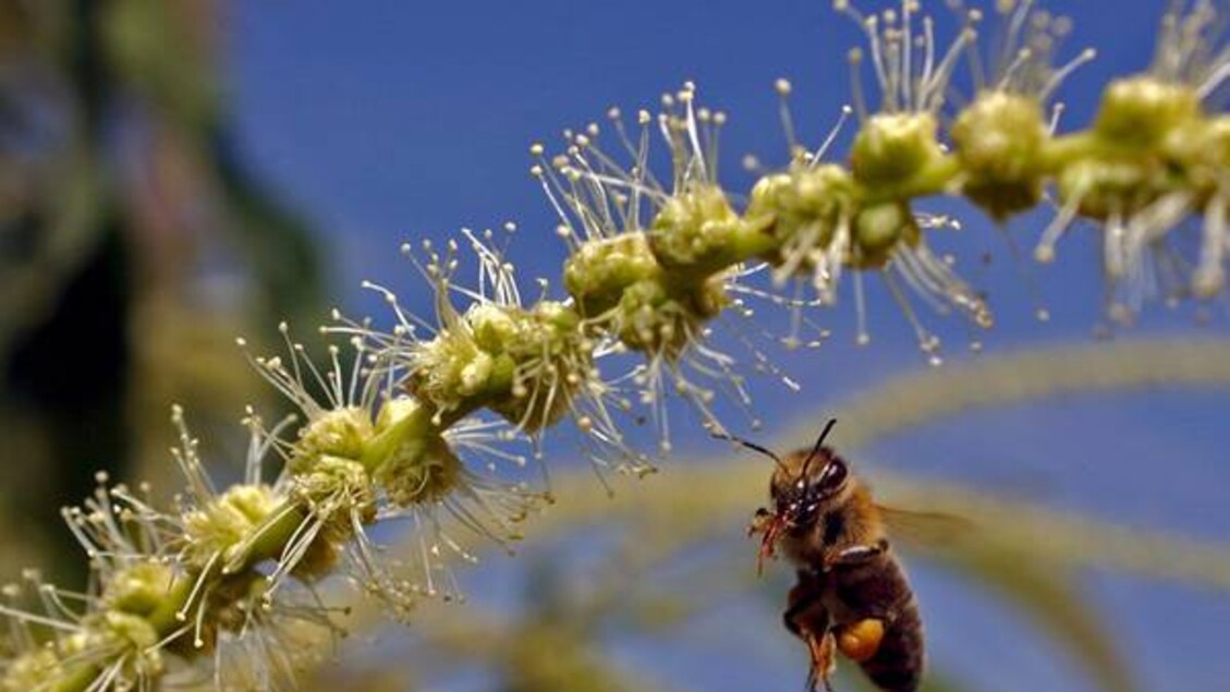 Wwf Denuncia L27Uso Pericoloso