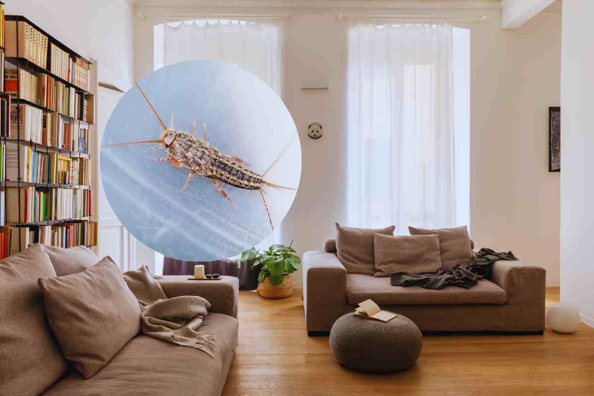 come eliminare i pesciolini d'argento