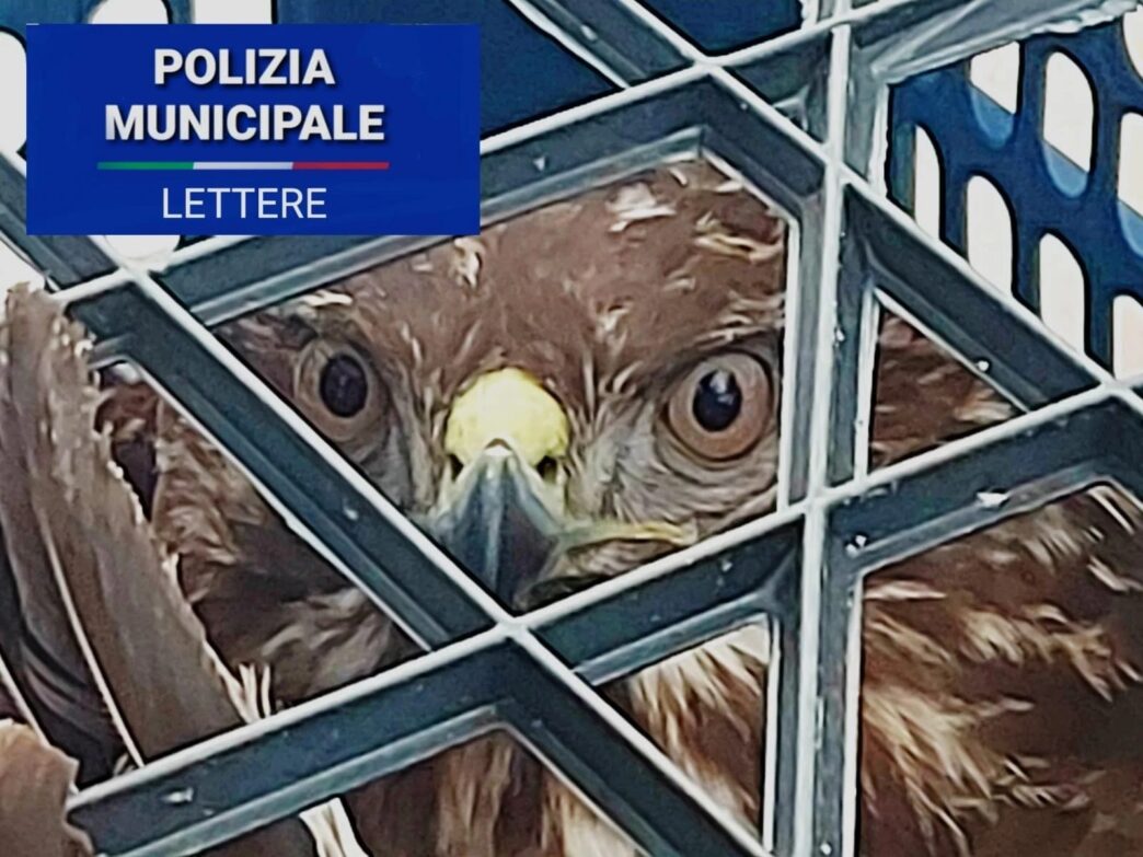 Salvataggio Di Una Poiana Feri