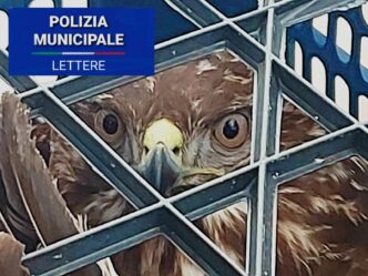 Salvataggio Di Una Poiana Feri