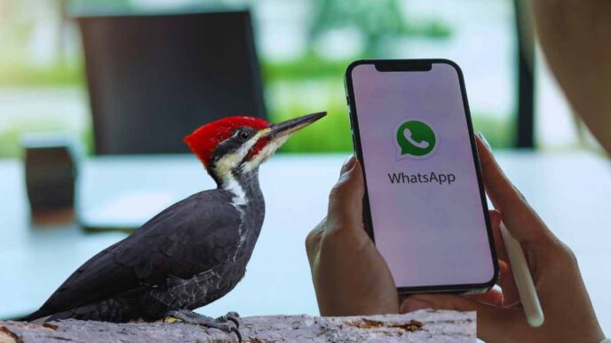 La Modalità Picchio Di Whatsapp