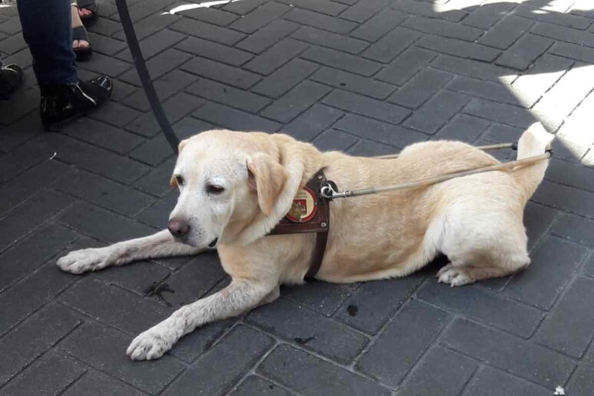 Addestratore Maltrattava Cani