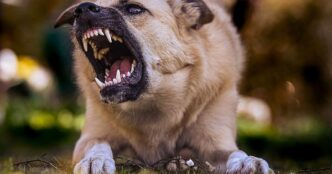 Aggressione Canine A Sordevolo