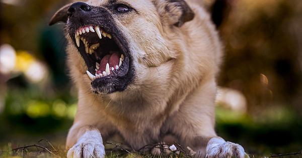 Aggressione Canine A Sordevolo