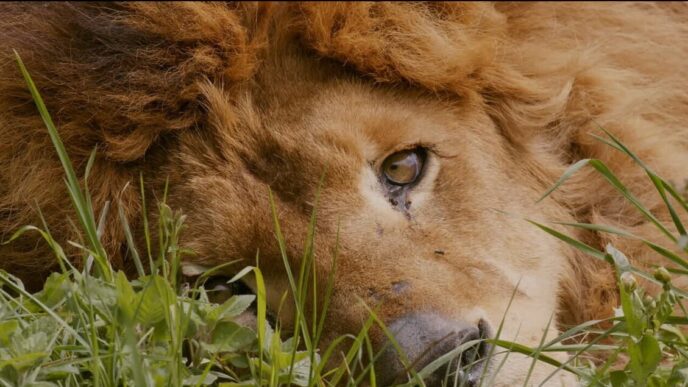 Al Cinema La Storia Di Un Leon