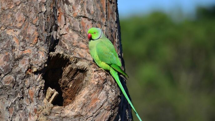 Biobliz Al Bioparco Di Roma Do