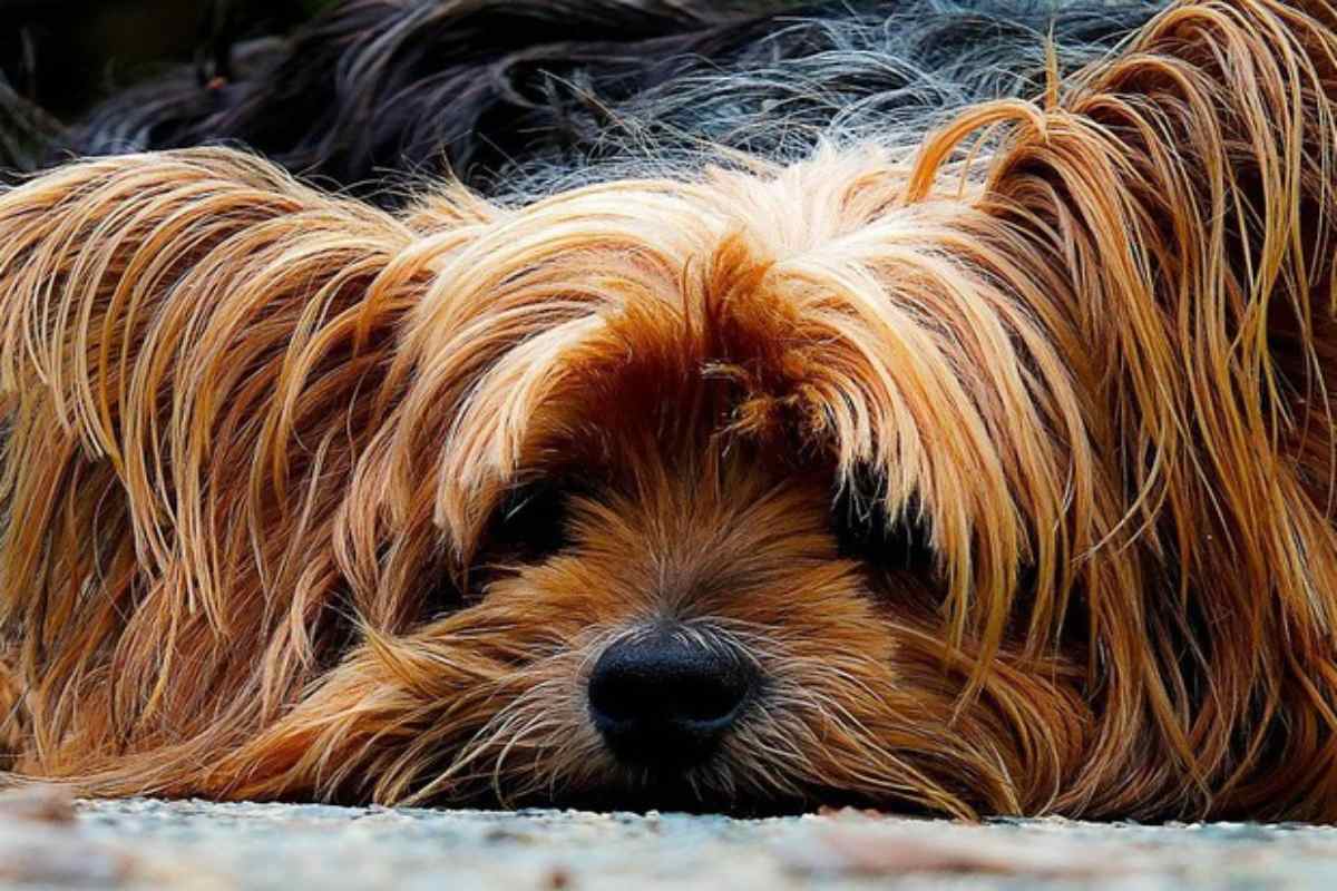 Cagnolina Muore Dopo Un Attacc