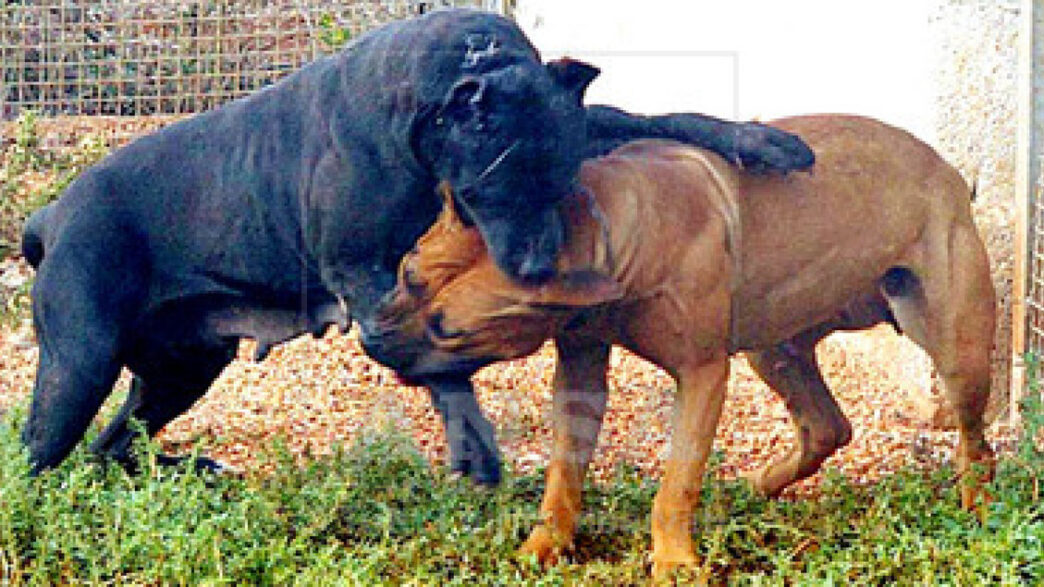 Cani E Responsabilitc3A03A L27Impor