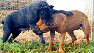 Cani E Responsabilitc3A03A L27Impor