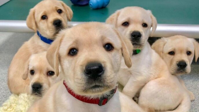 Due Cuccioli Di Cane Abbandona