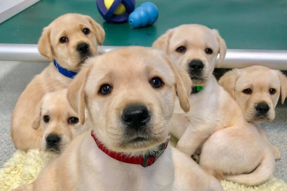 Due Cuccioli Di Cane Abbandona