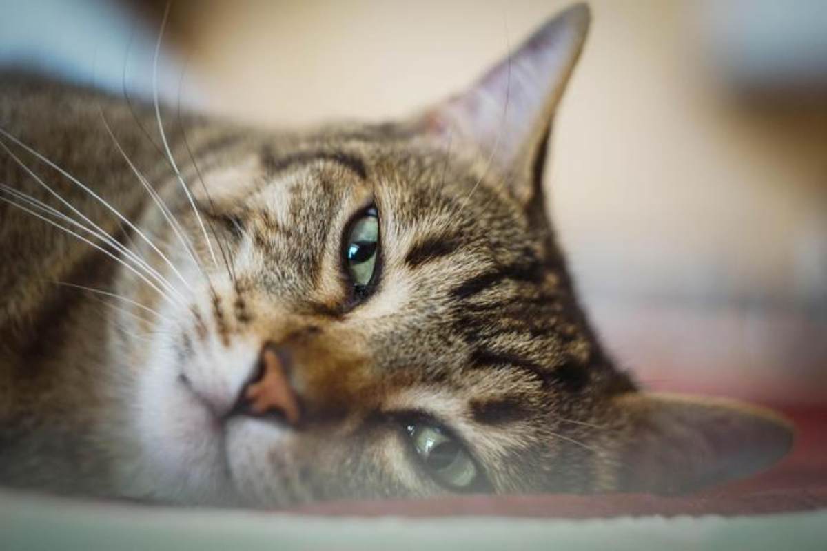 Gatto Ferito A Pancole3A Scoper